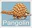 pangolin